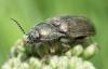 Selatosomus latus